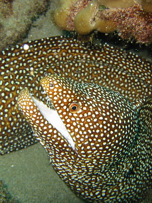 EELS